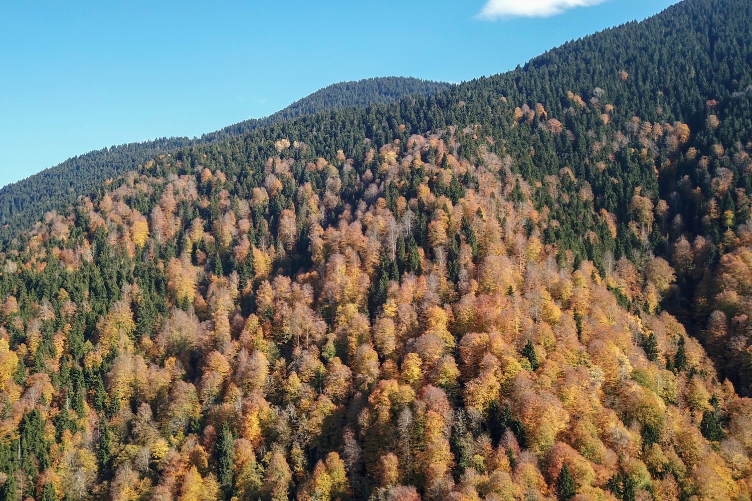 Örümcek Ormanlarında renk cümbüşü 42