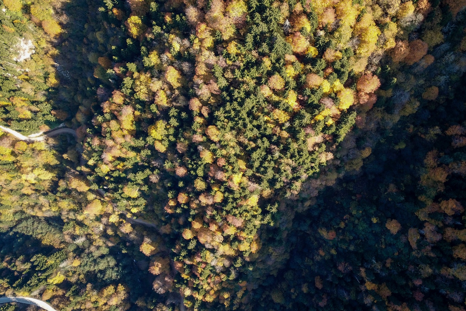 Örümcek Ormanlarında renk cümbüşü 44