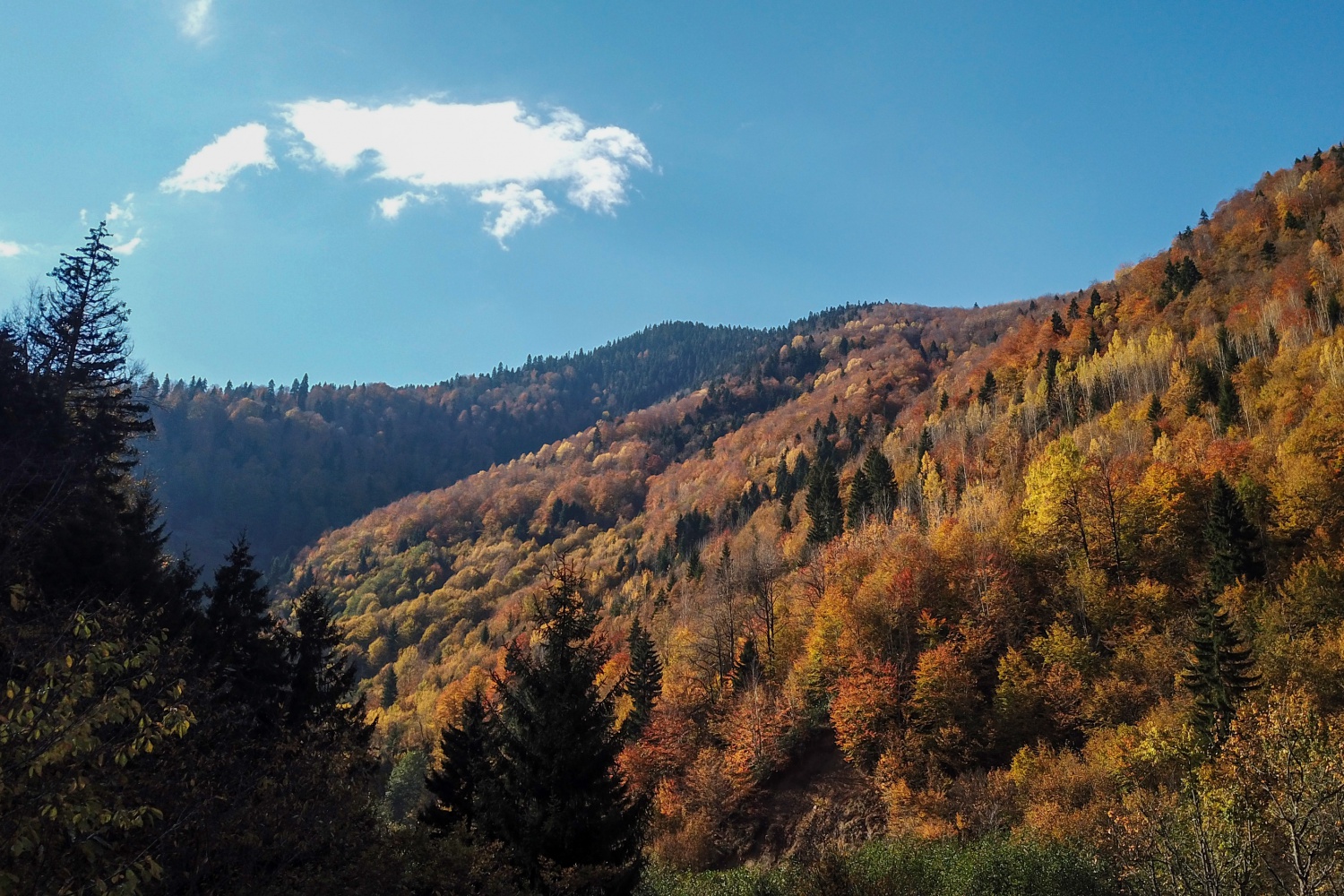 Örümcek Ormanlarında renk cümbüşü 43