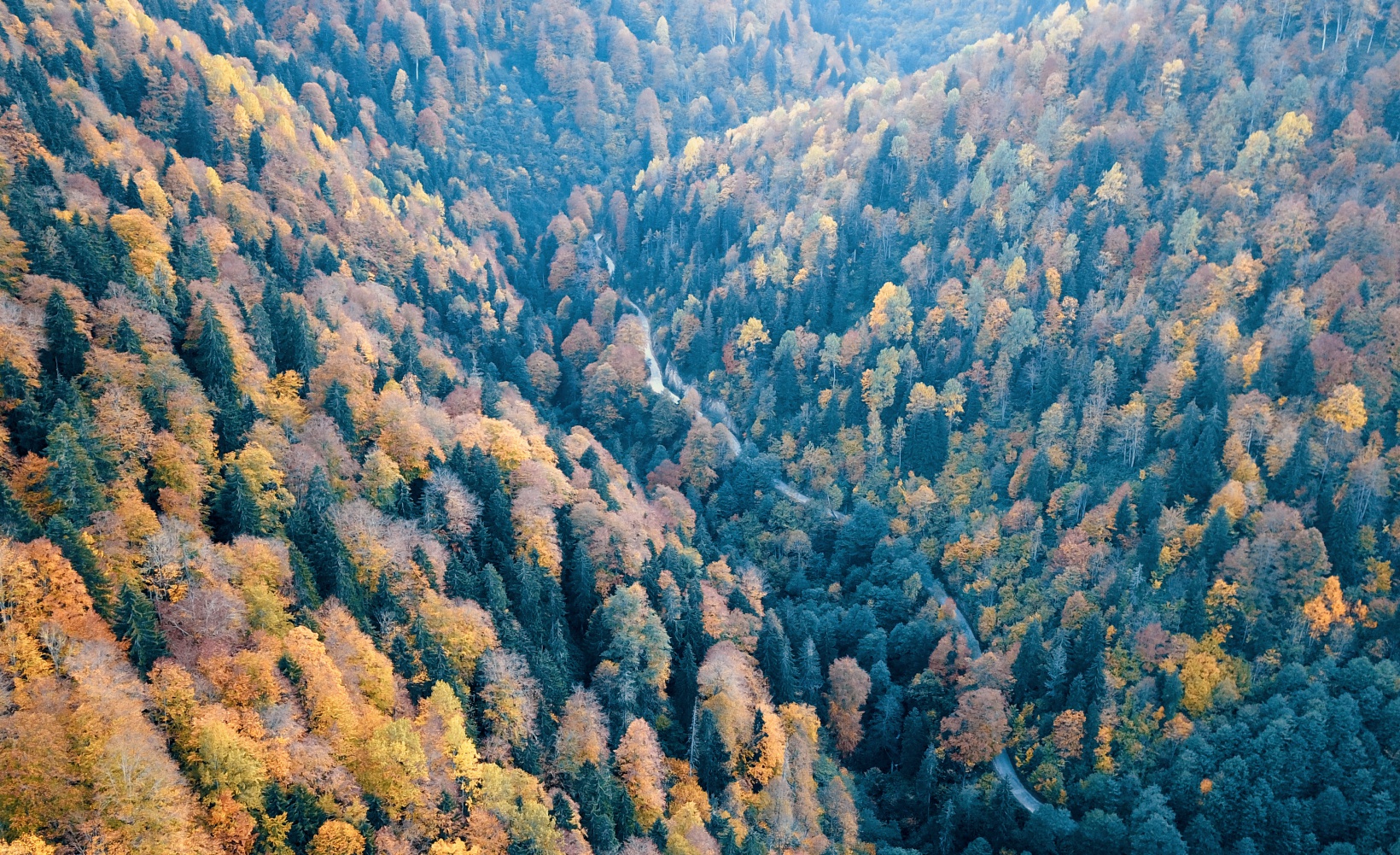 Örümcek Ormanları büyüleyici hale büründü 7