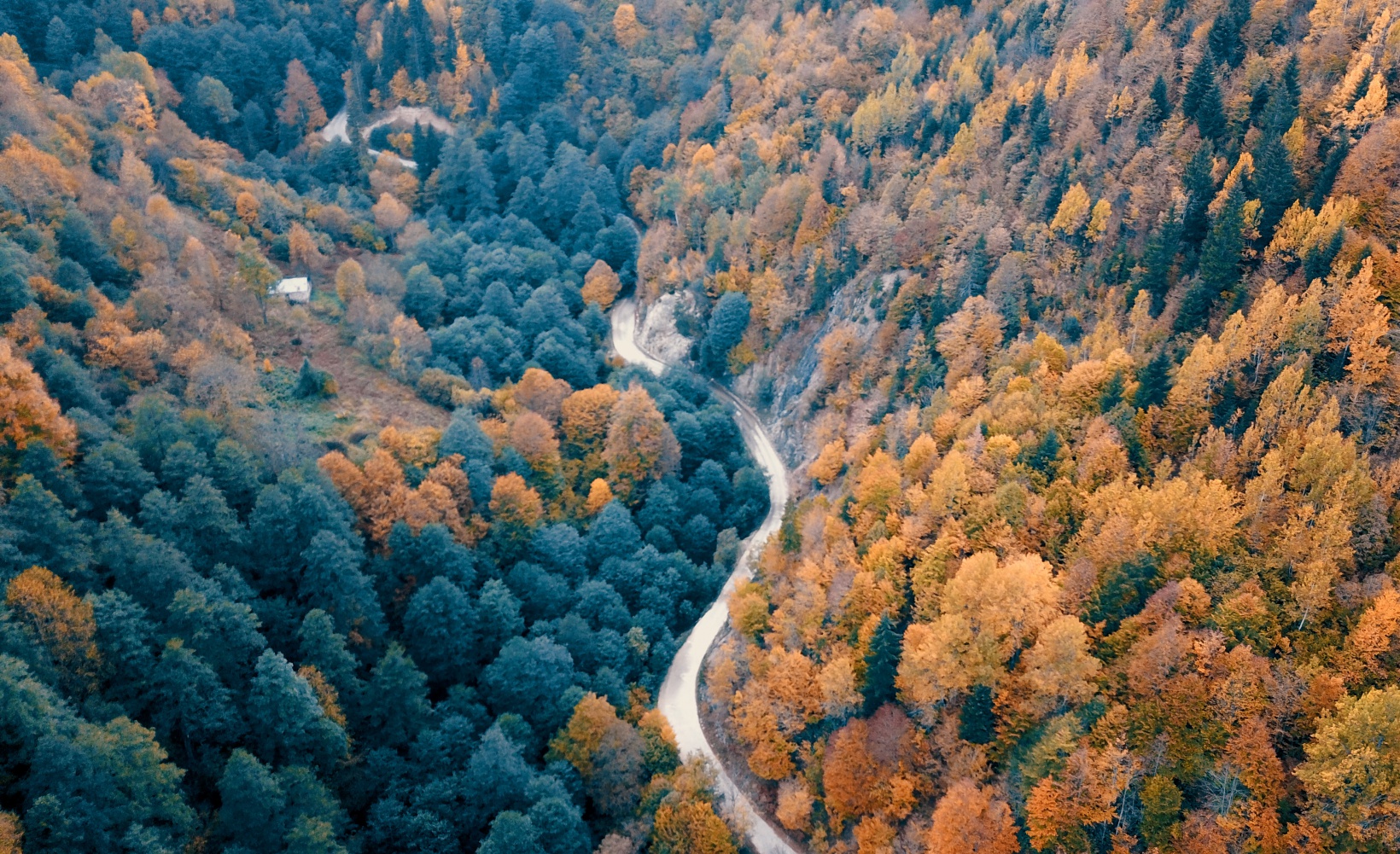 Örümcek Ormanları büyüleyici hale büründü 17