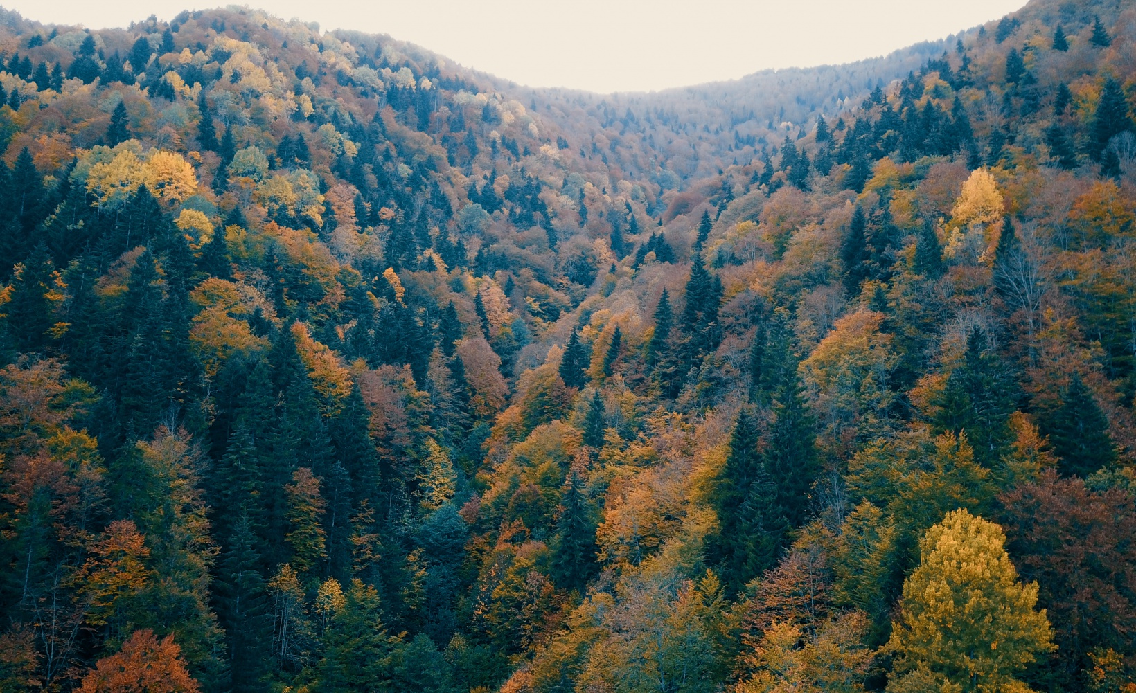 Örümcek Ormanları büyüleyici hale büründü 16