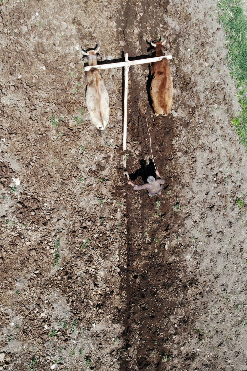 Zorlu şartlara rağmen karasaban ile üretime devam ediyorlar 12