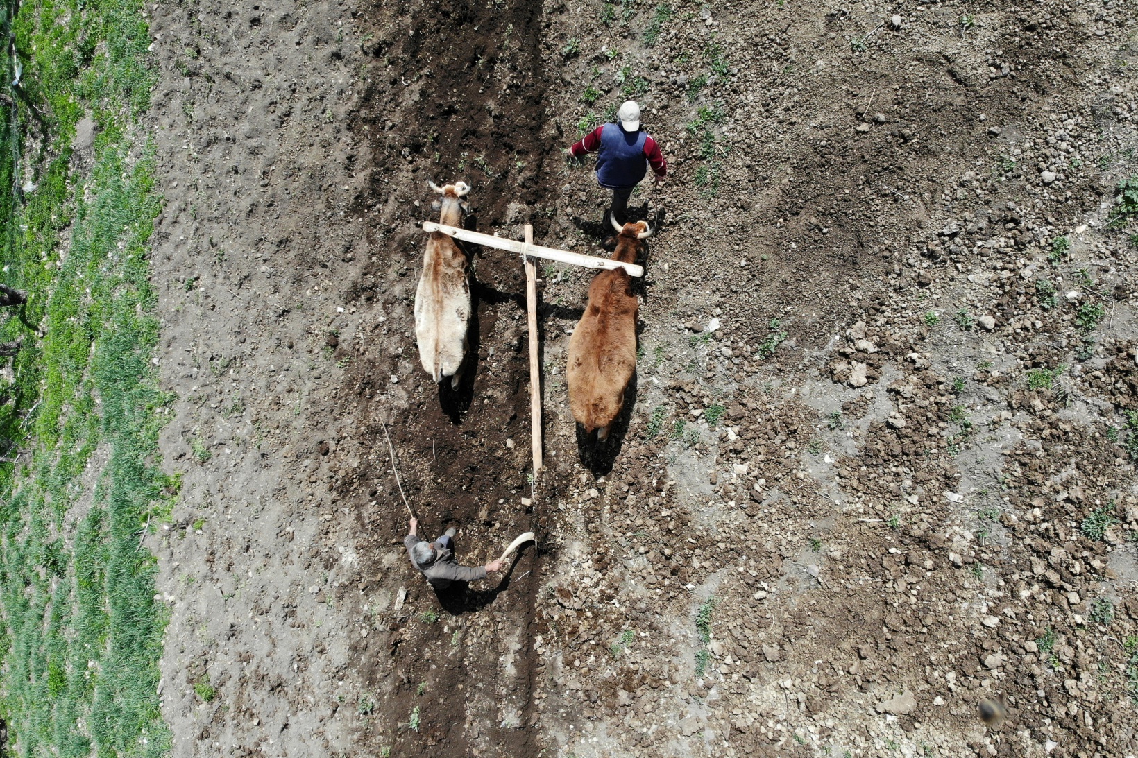 Zorlu şartlara rağmen karasaban ile üretime devam ediyorlar 5