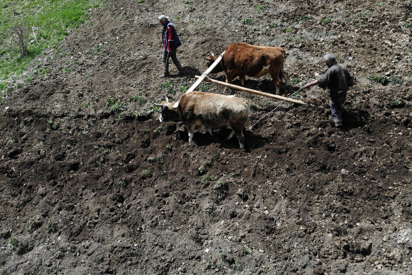 Zorlu şartlara rağmen karasaban ile üretime devam ediyorlar 13