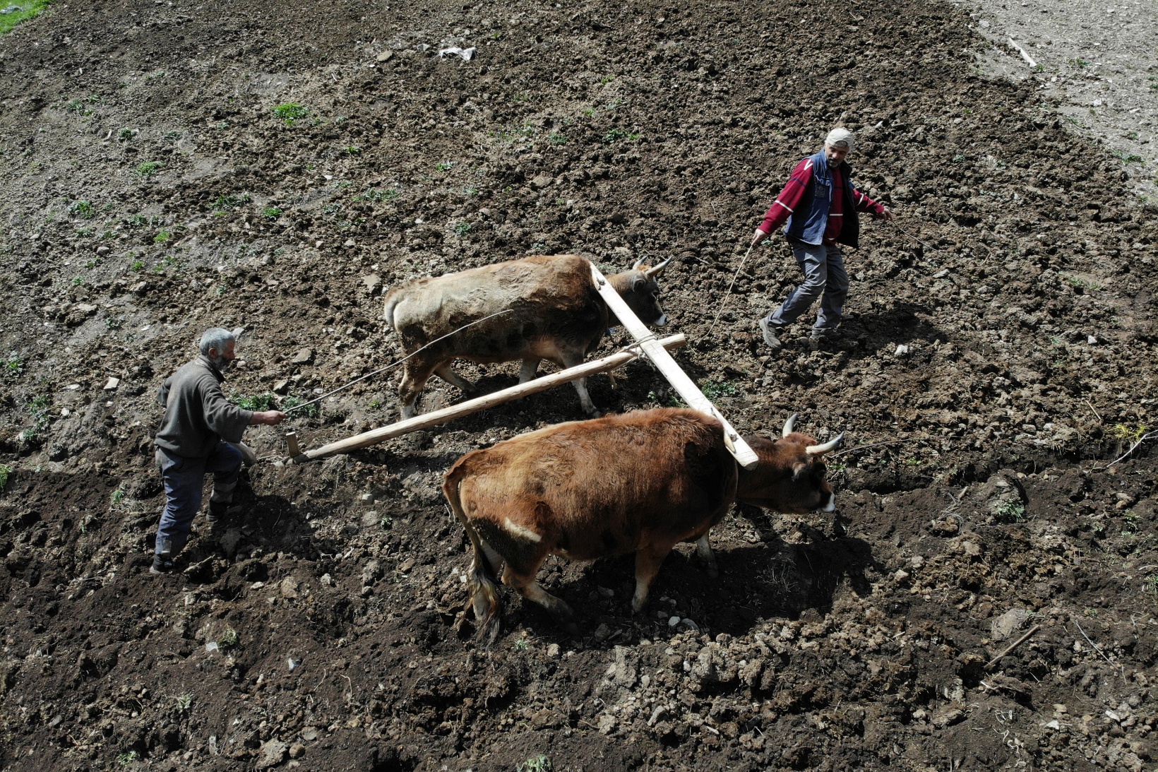 Zorlu şartlara rağmen karasaban ile üretime devam ediyorlar 6