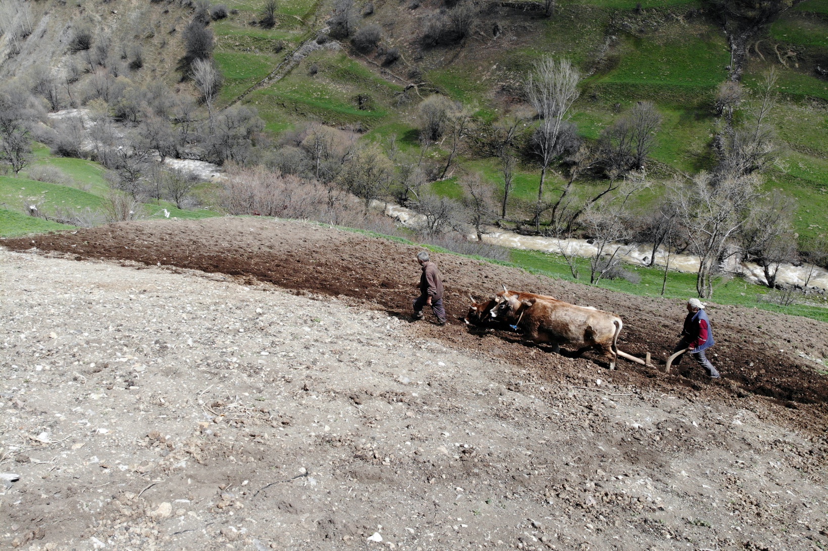 Zorlu şartlara rağmen karasaban ile üretime devam ediyorlar 18