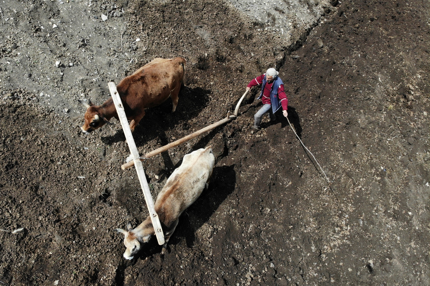 Zorlu şartlara rağmen karasaban ile üretime devam ediyorlar 7