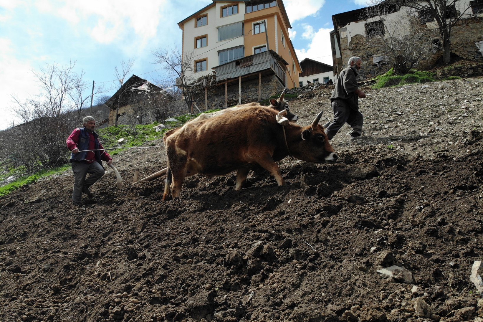 Zorlu şartlara rağmen karasaban ile üretime devam ediyorlar 10