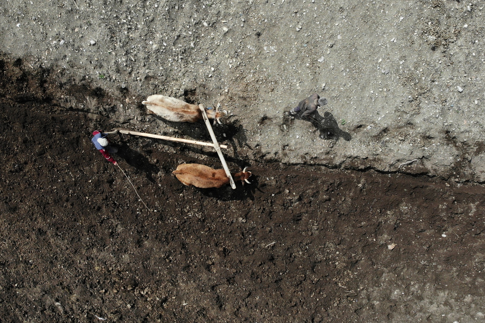 Zorlu şartlara rağmen karasaban ile üretime devam ediyorlar 17