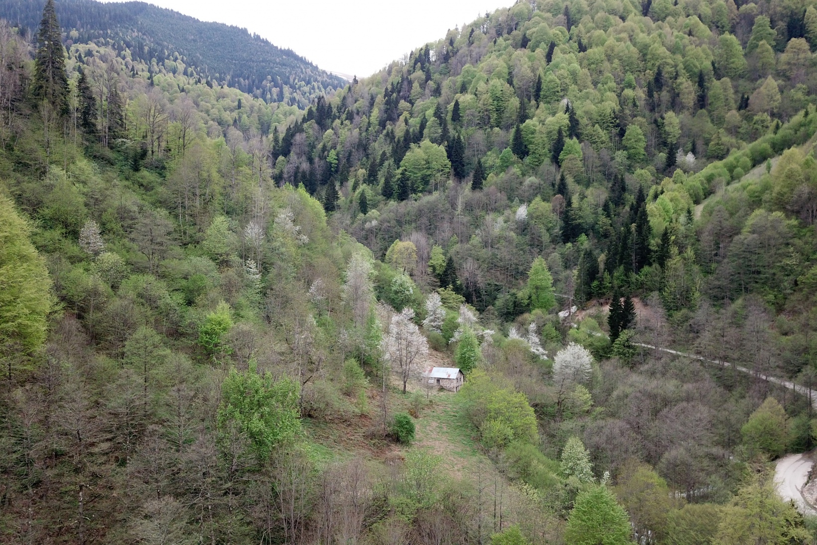 Gümüşhane'nin saklı cenneti Çağlayandibi Şelalesi baharla coştu 1