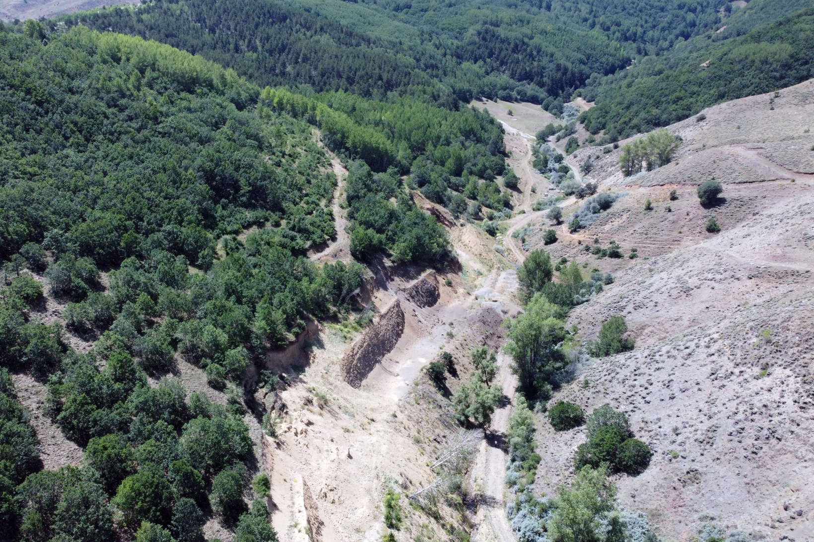 Kelebekler yok oluşun eşiğinde 7