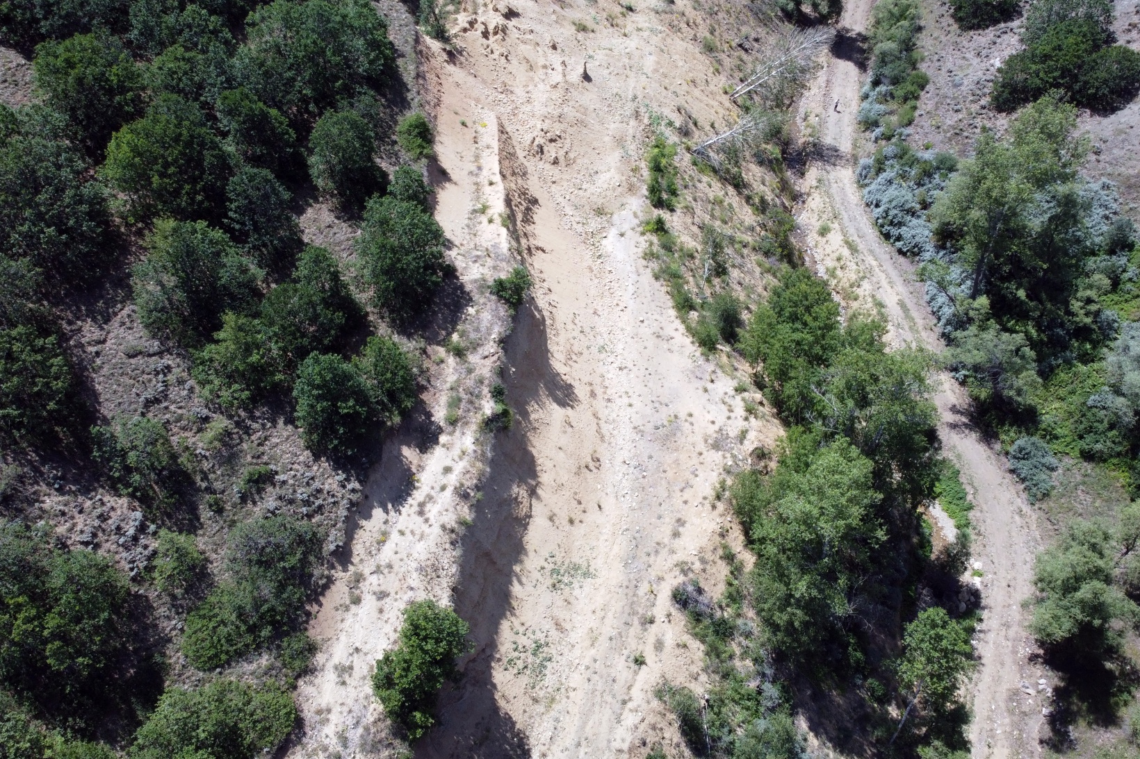 Kelebekler yok oluşun eşiğinde 8