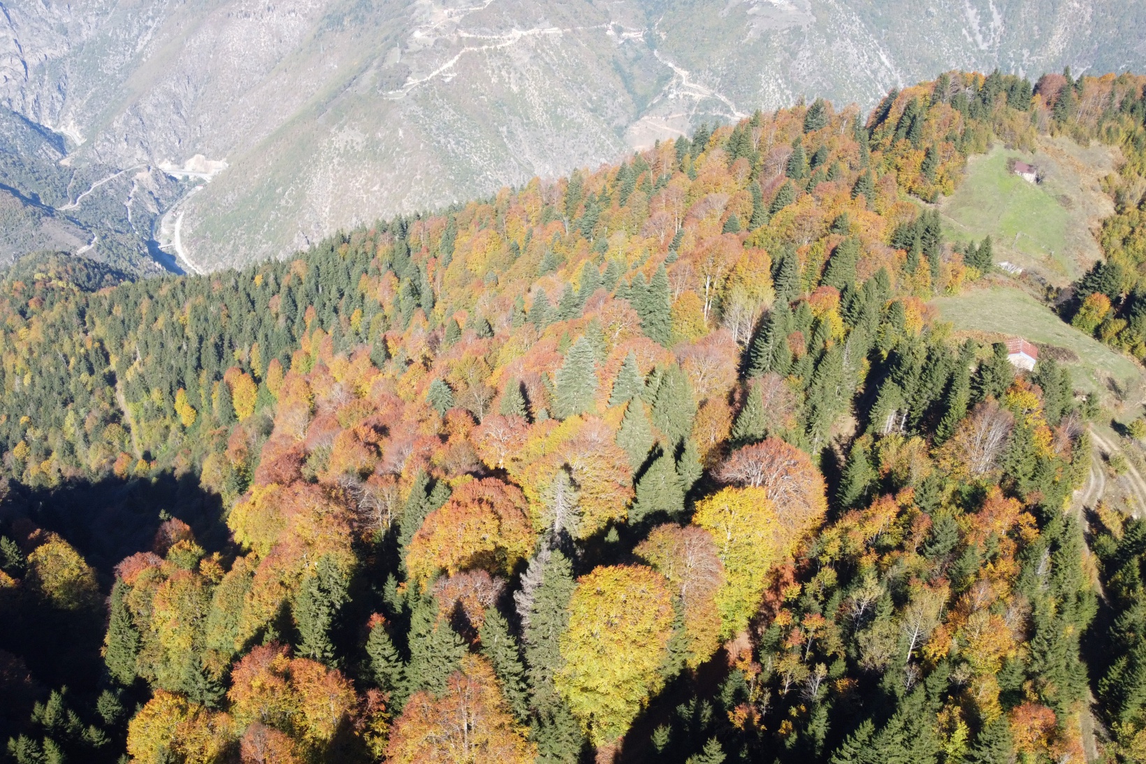 Eşsiz manzarayı görmek için canlı ağaç müzesine akın ettiler 25