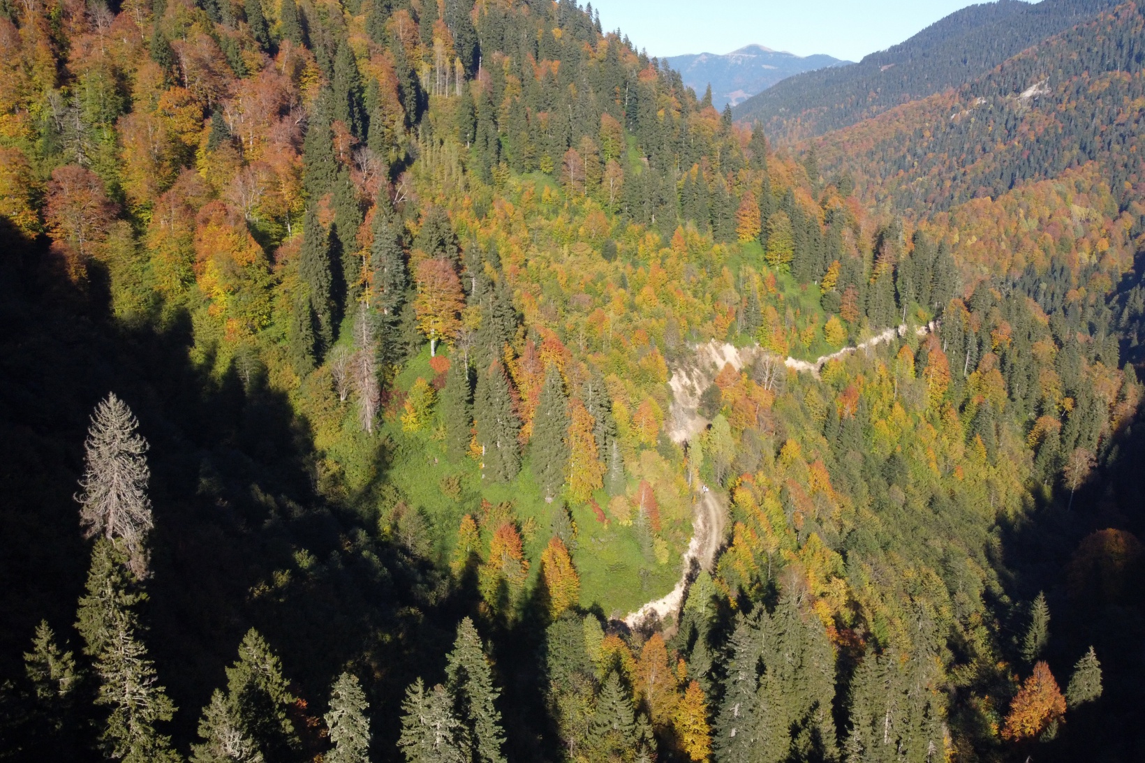 Eşsiz manzarayı görmek için canlı ağaç müzesine akın ettiler 34