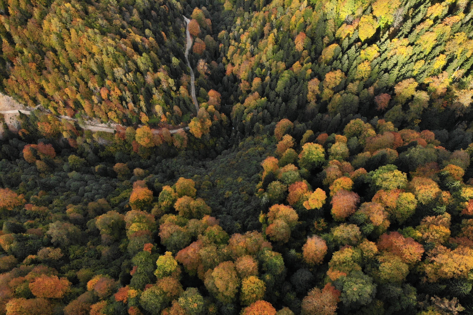 Eşsiz manzarayı görmek için canlı ağaç müzesine akın ettiler 18