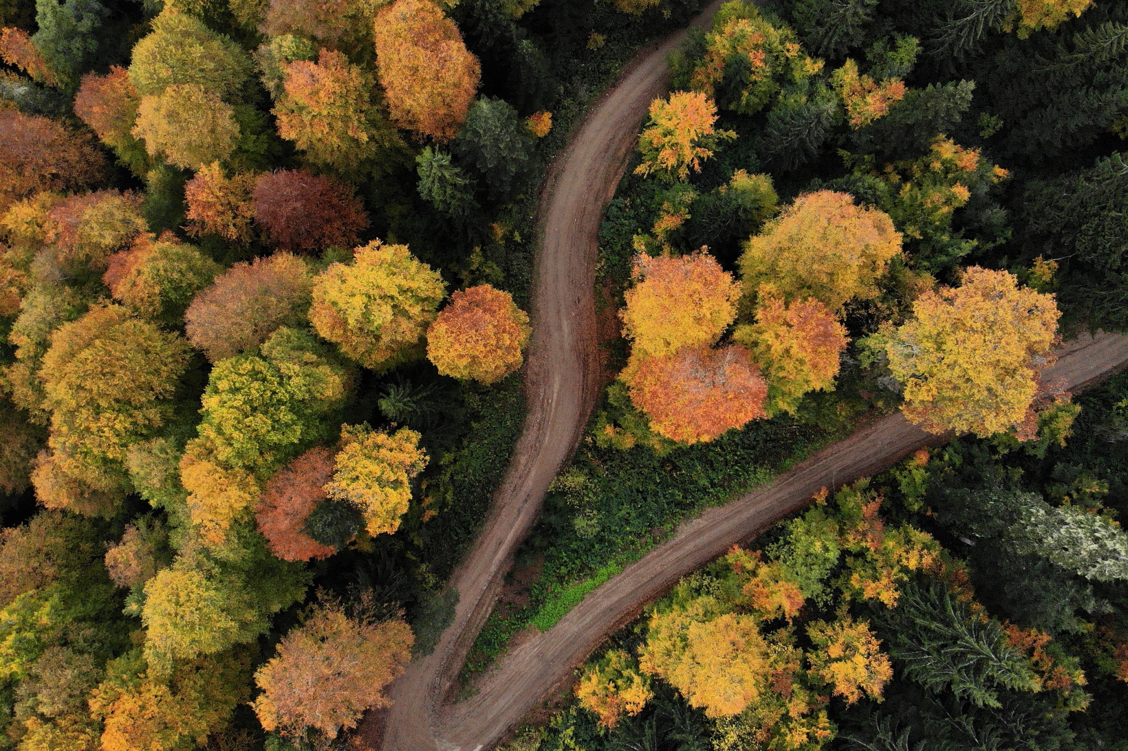 Eşsiz manzarayı görmek için canlı ağaç müzesine akın ettiler 30