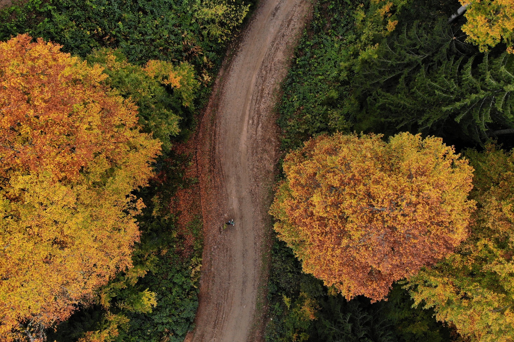 Eşsiz manzarayı görmek için canlı ağaç müzesine akın ettiler 38