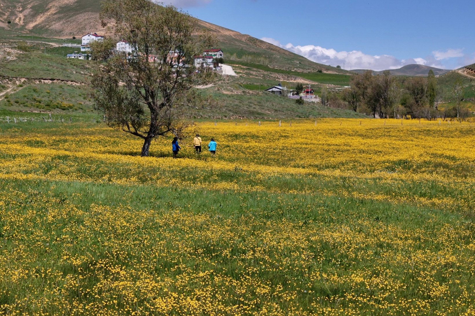 Sarıçiçek Köyü'nde 20 günlük doğa şöleni başladı 16