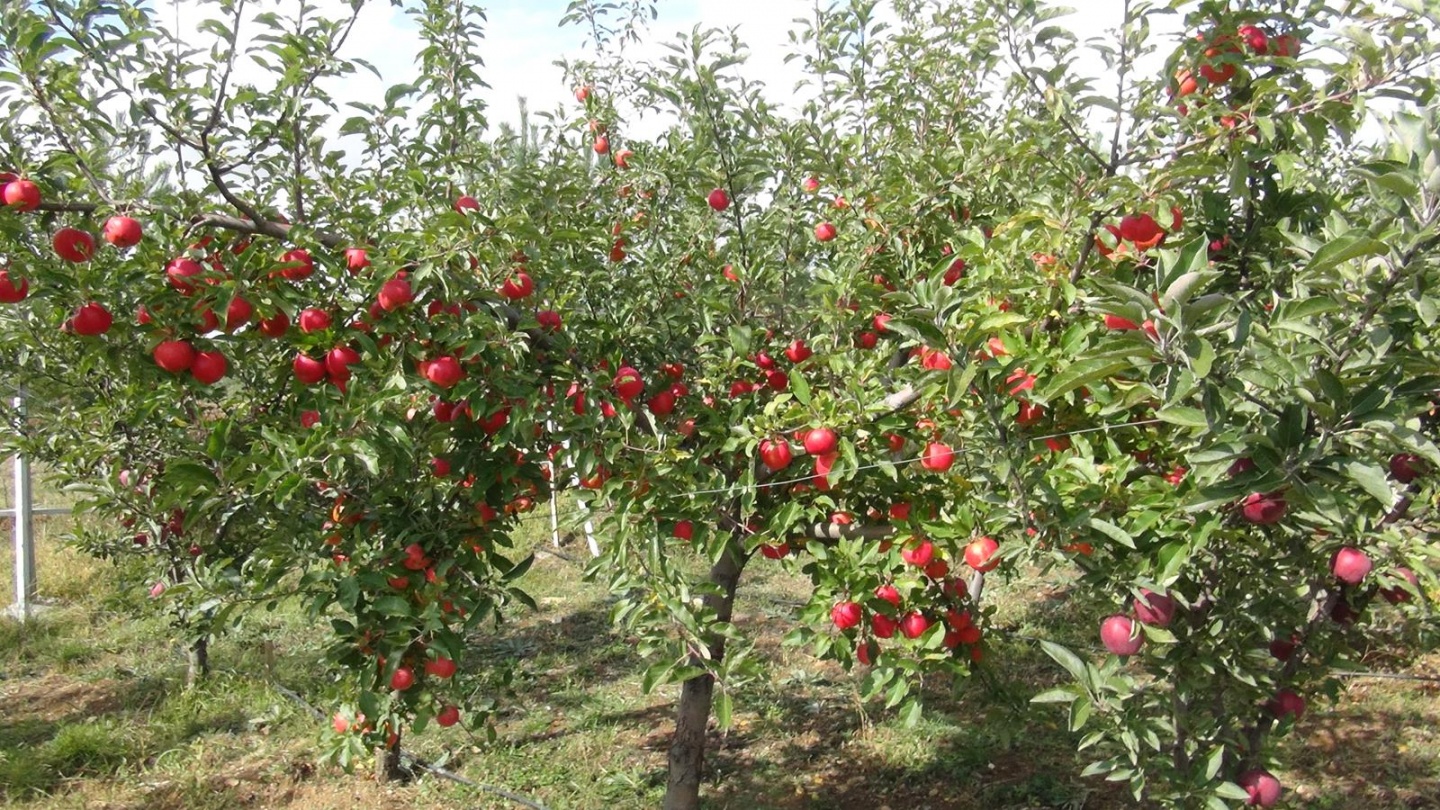 Gümüşhane’de Elma Hasadı Başladı 28