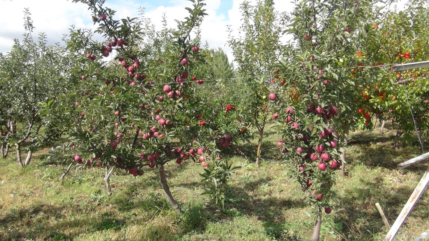 Gümüşhane’de Elma Hasadı Başladı 29
