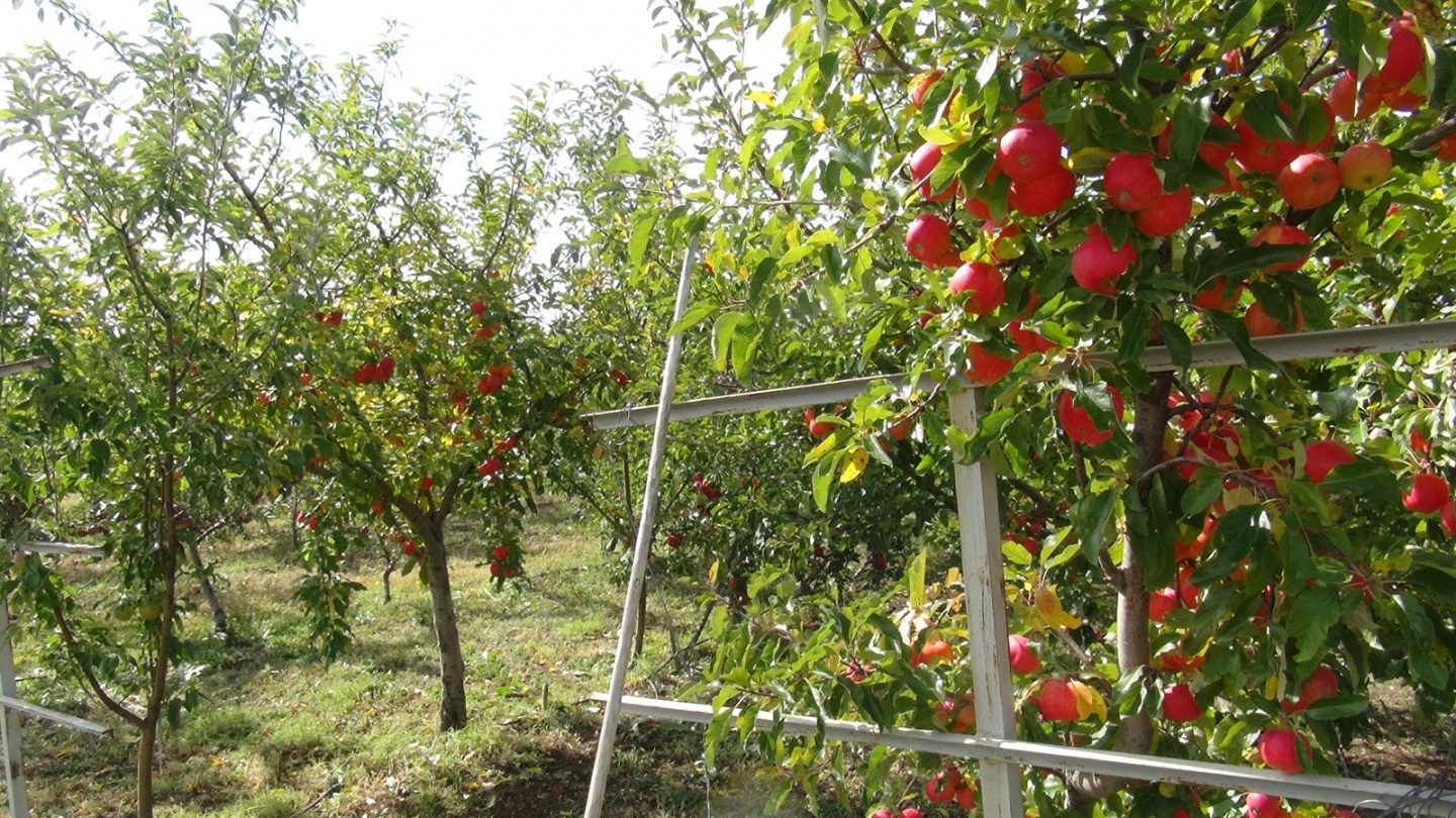 Gümüşhane’de Elma Hasadı Başladı 33