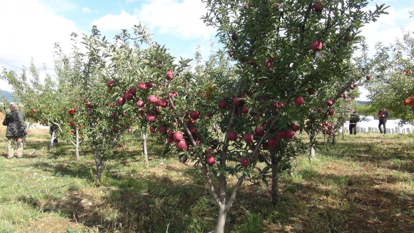 Gümüşhane’de Elma Hasadı Başladı 31