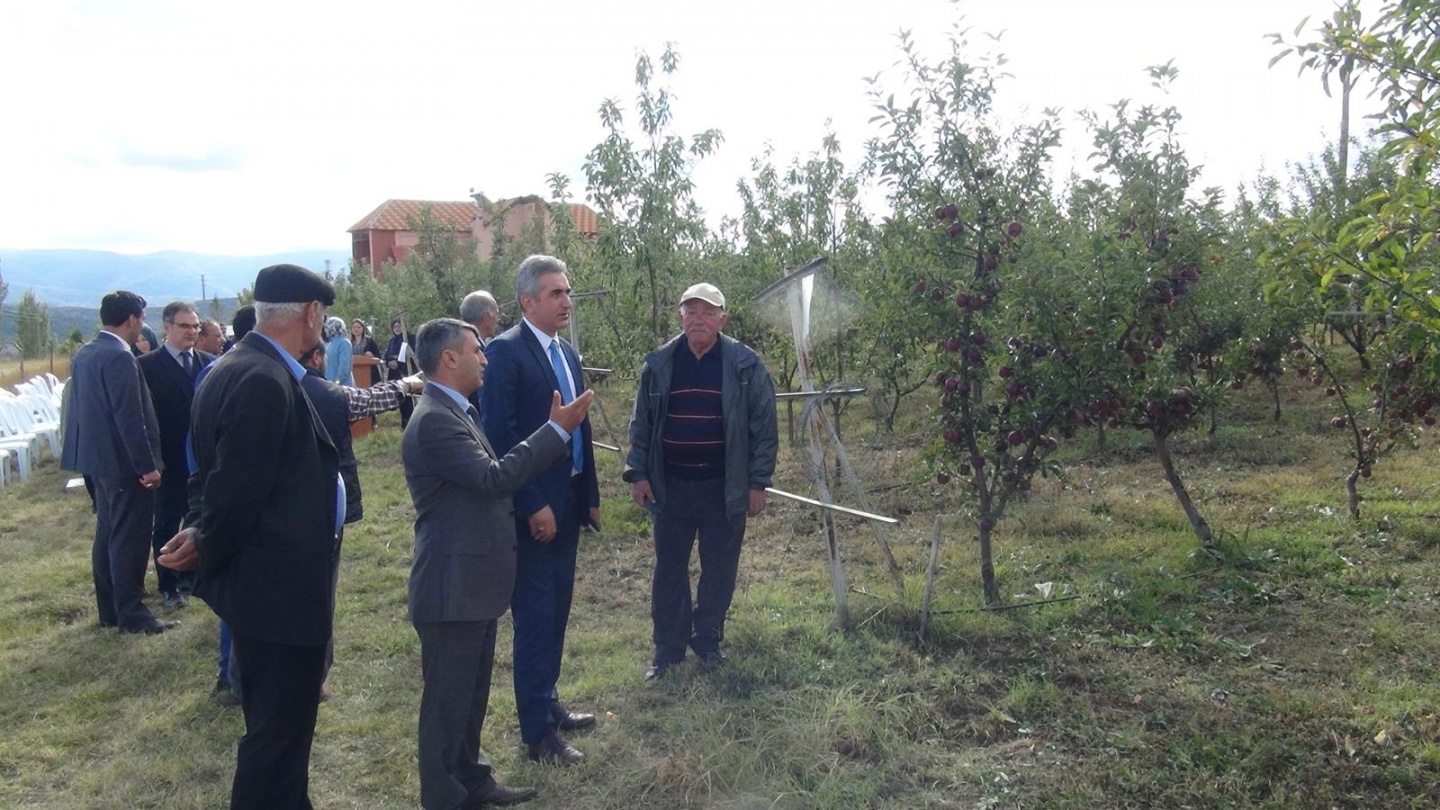Gümüşhane’de Elma Hasadı Başladı 32