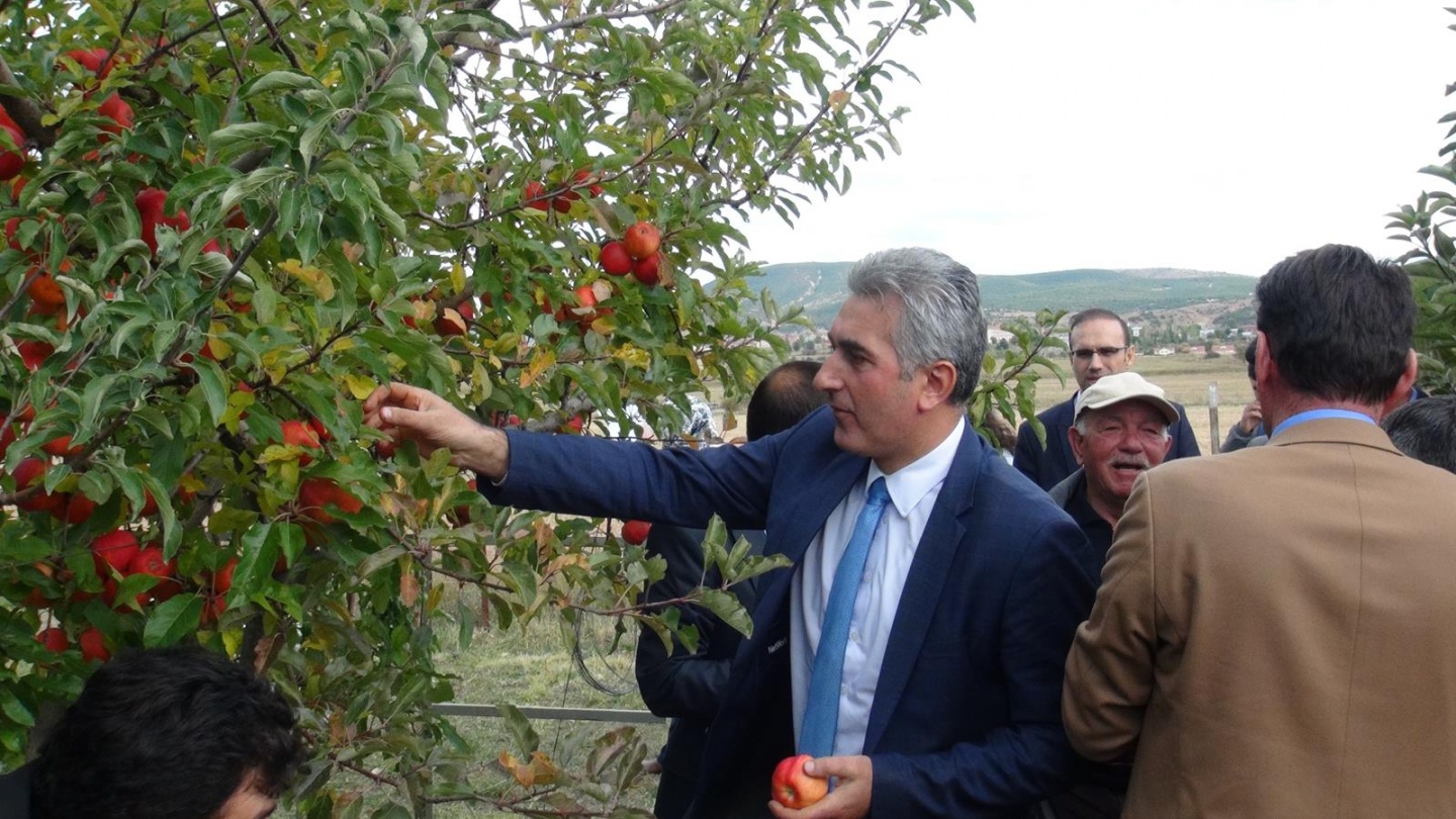 Gümüşhane’de Elma Hasadı Başladı 36