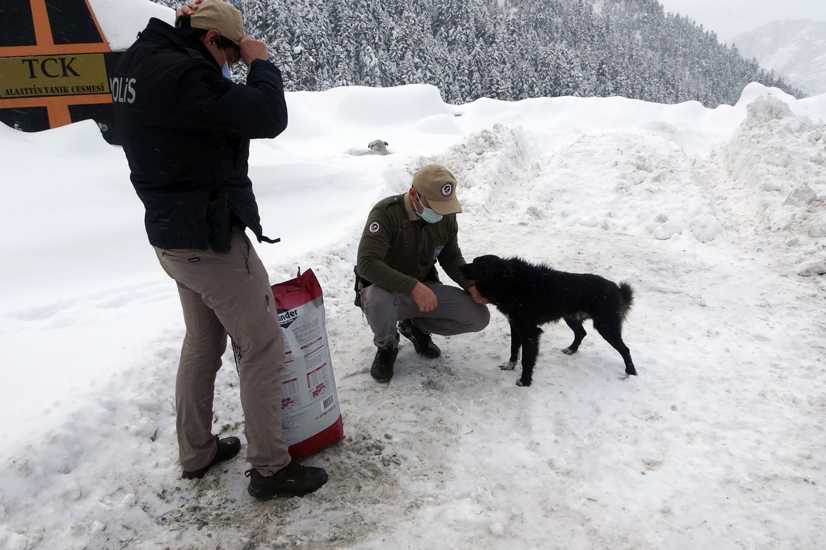 Zigana Dağının terk edilmiş köpekleri polis koruması altında 2