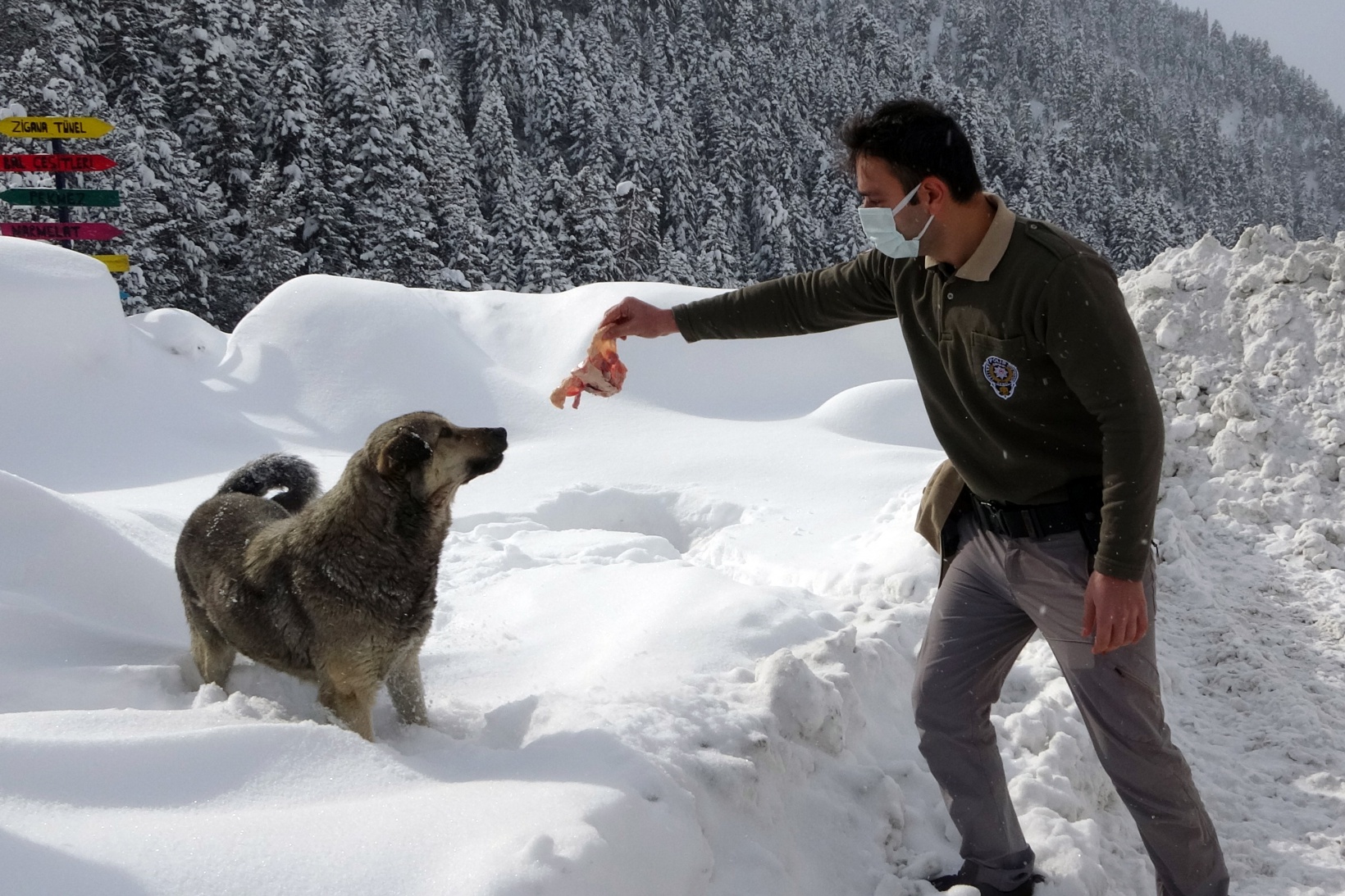 Zigana Dağının terk edilmiş köpekleri polis koruması altında 5