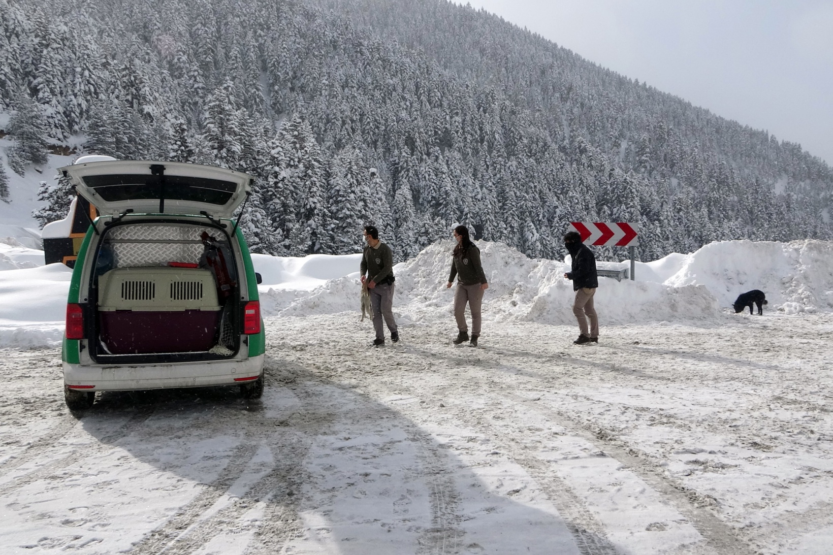 Zigana Dağının terk edilmiş köpekleri polis koruması altında 9