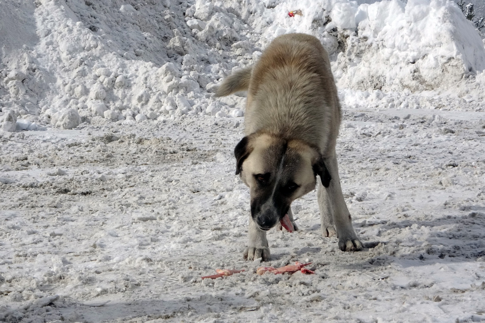 Zigana Dağının terk edilmiş köpekleri polis koruması altında 10