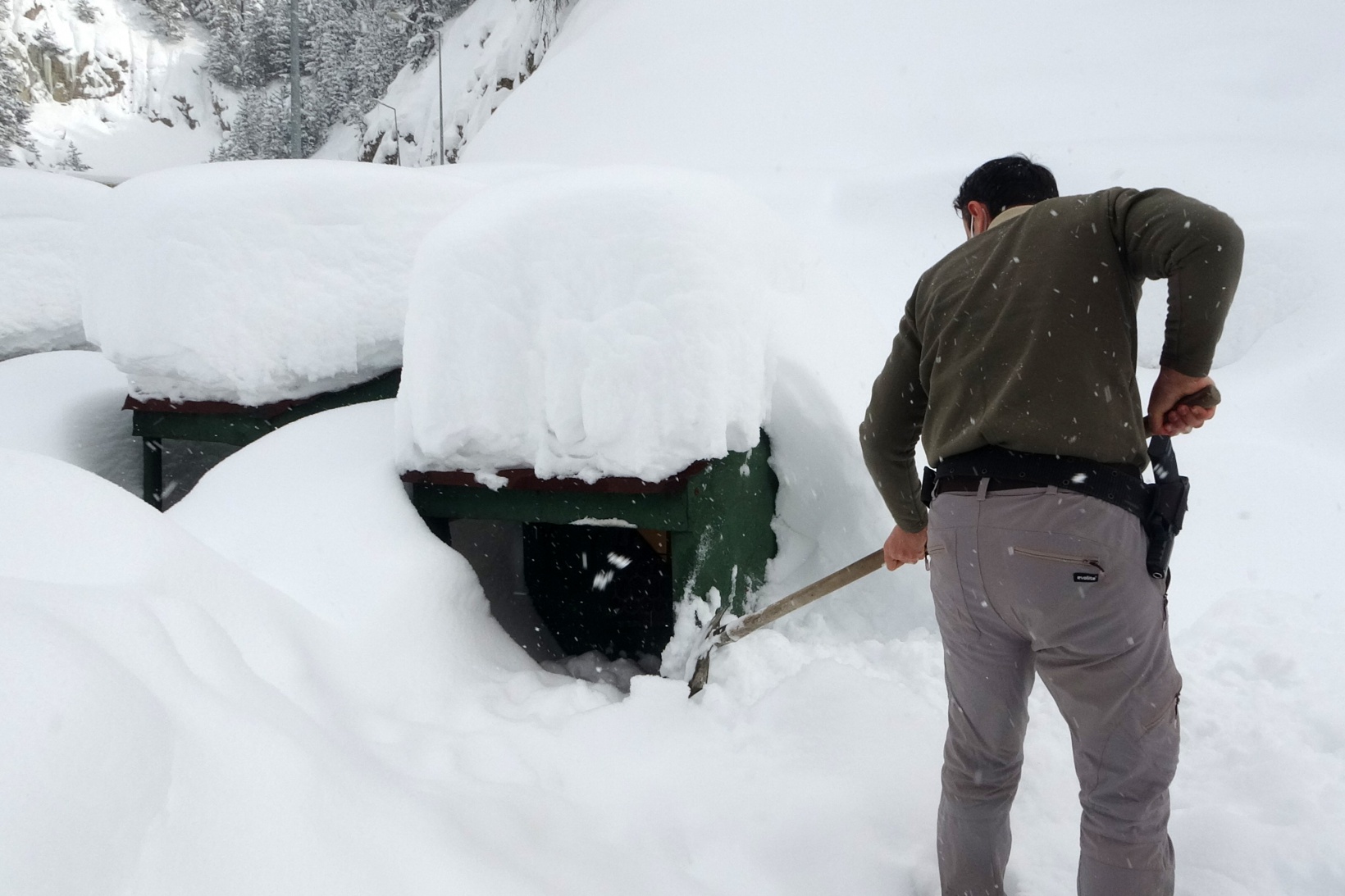 Zigana Dağının terk edilmiş köpekleri polis koruması altında 1