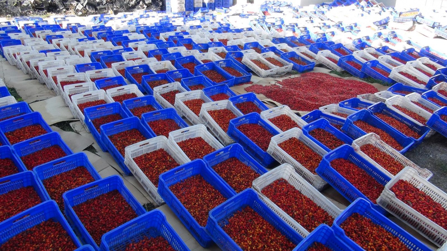 Dağlardan gelen şifa kaynağı: Kuşburnu 11