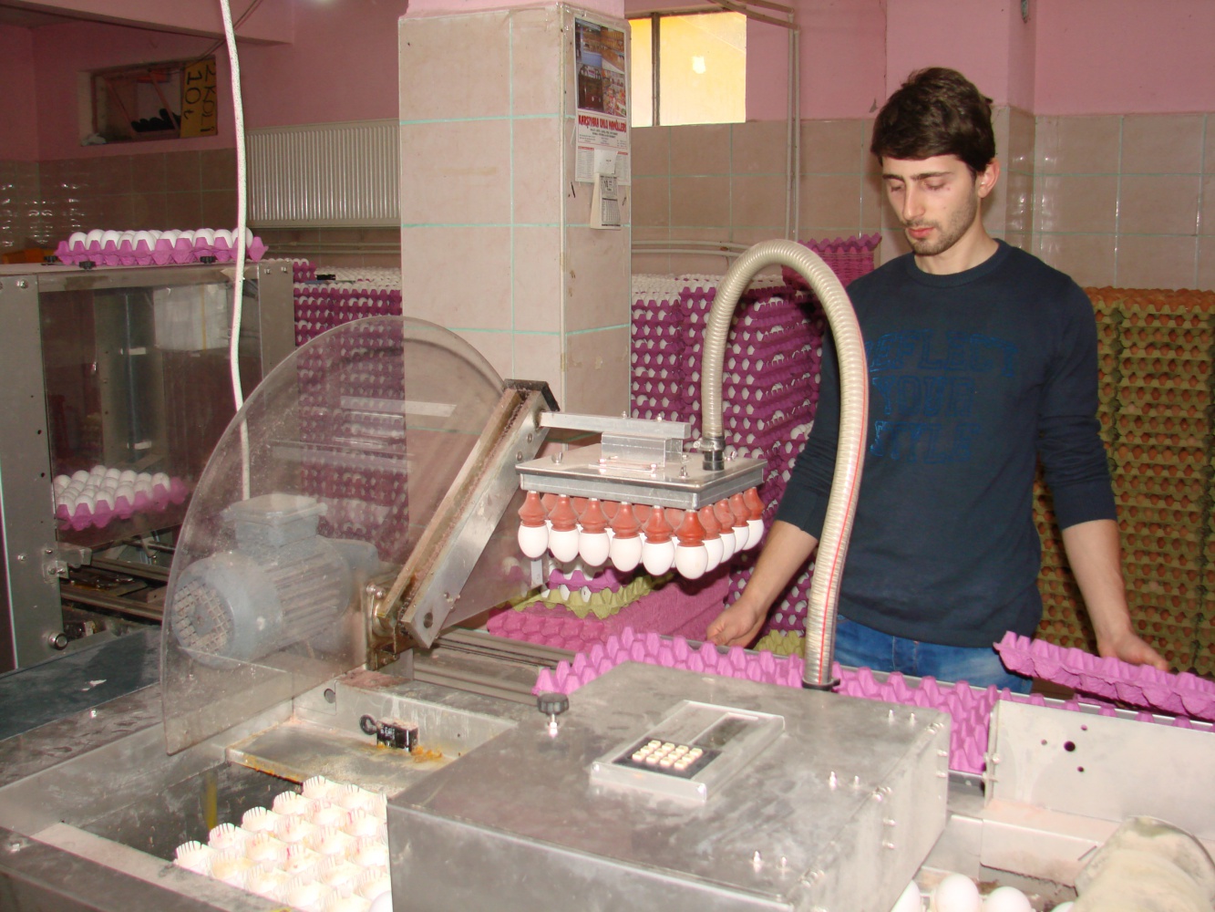 Kümesten modern tavukçuluğa 6