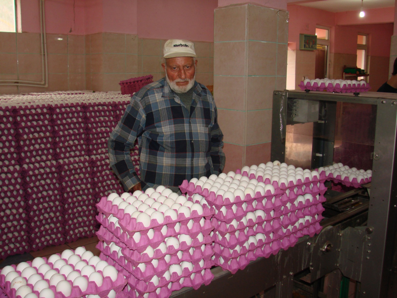 Kümesten modern tavukçuluğa 4