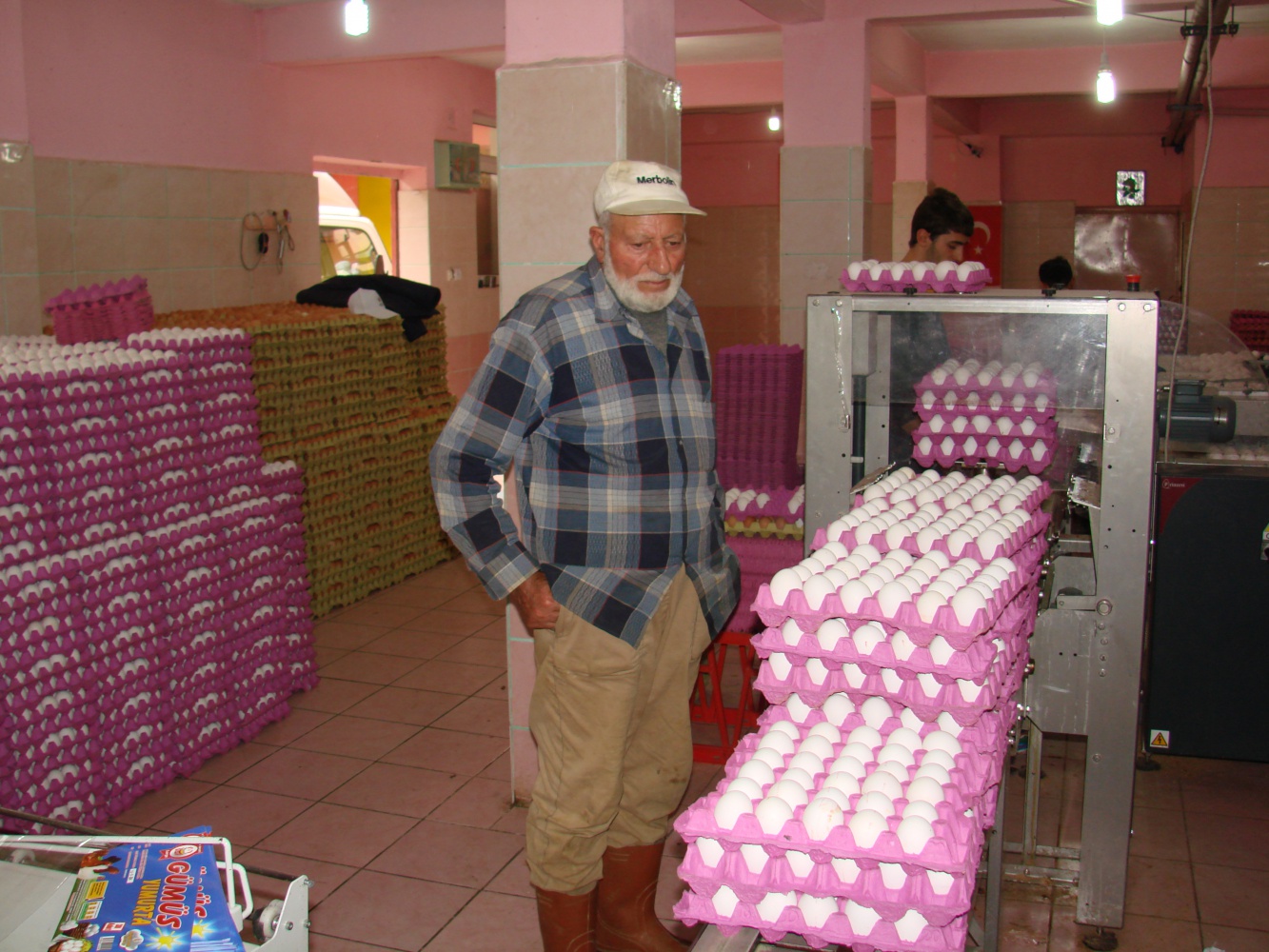 Kümesten modern tavukçuluğa 1