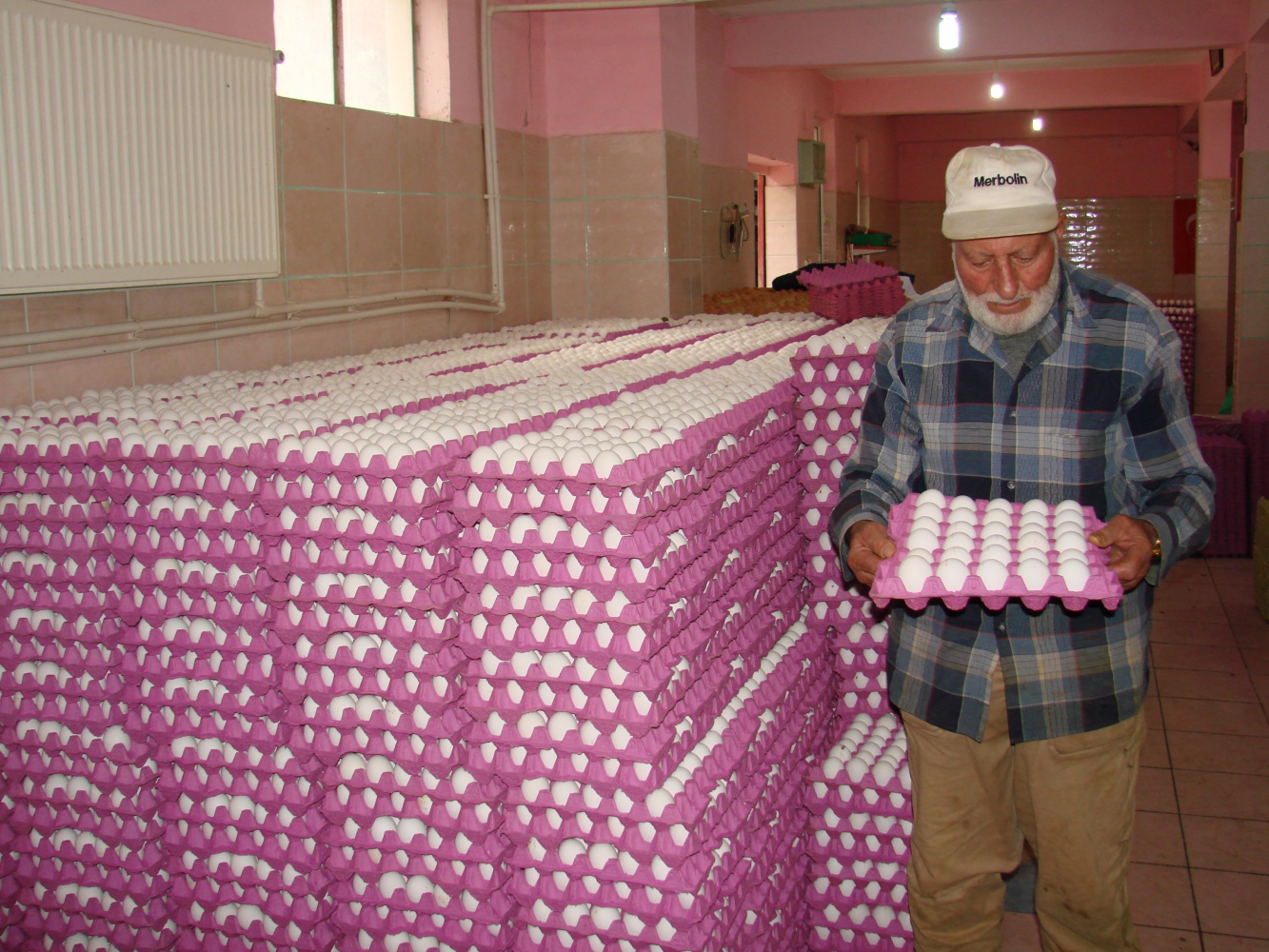 Kümesten modern tavukçuluğa 2