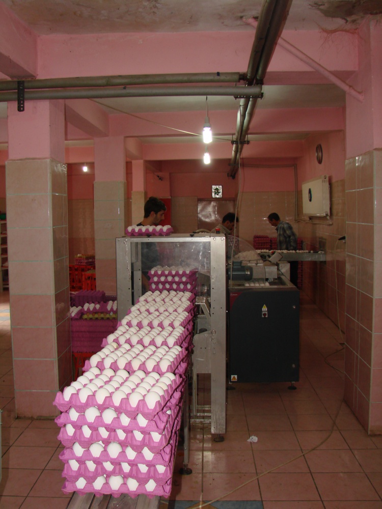 Kümesten modern tavukçuluğa 8