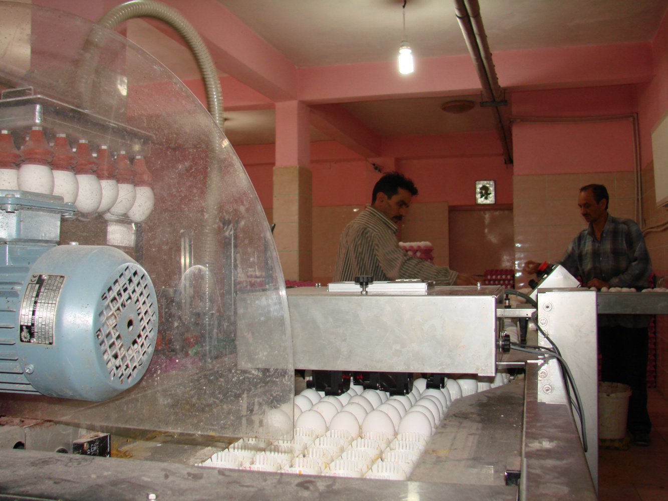 Kümesten modern tavukçuluğa 3