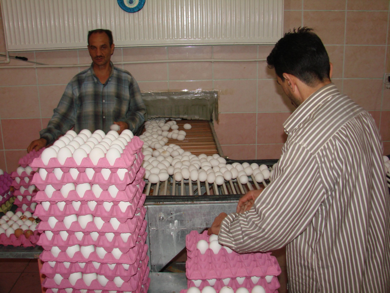 Kümesten modern tavukçuluğa 7