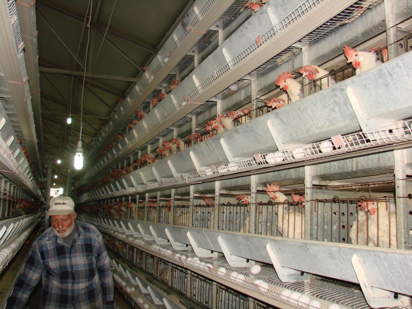 Kümesten modern tavukçuluğa 5