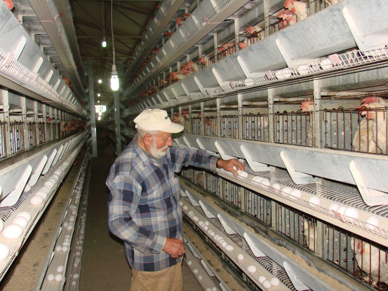 Kümesten modern tavukçuluğa 9