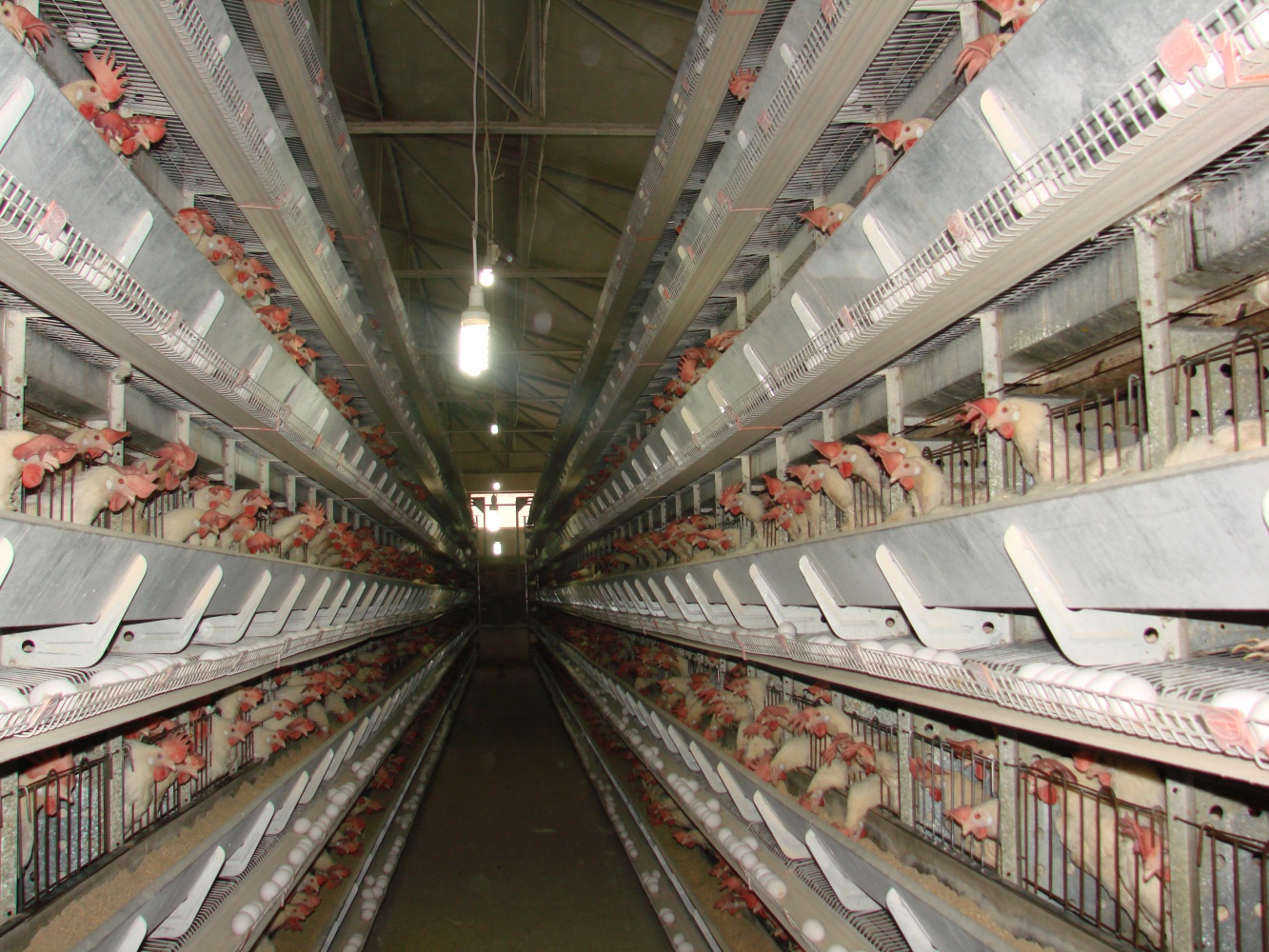 Kümesten modern tavukçuluğa 10