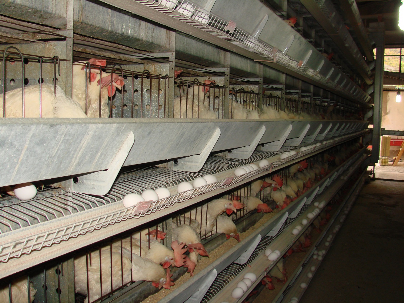 Kümesten modern tavukçuluğa 15