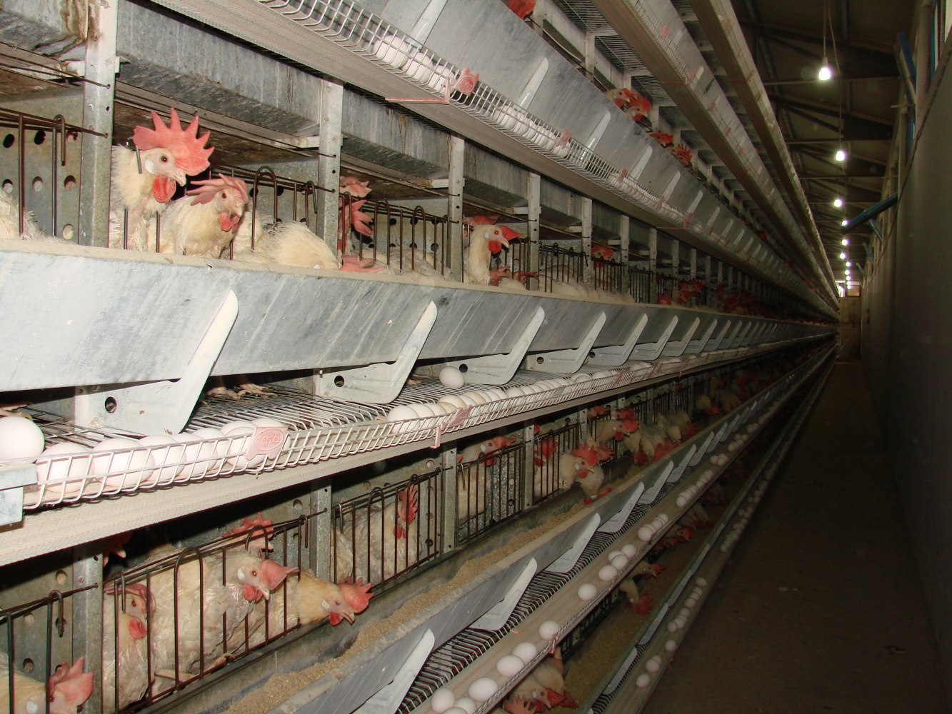 Kümesten modern tavukçuluğa 14