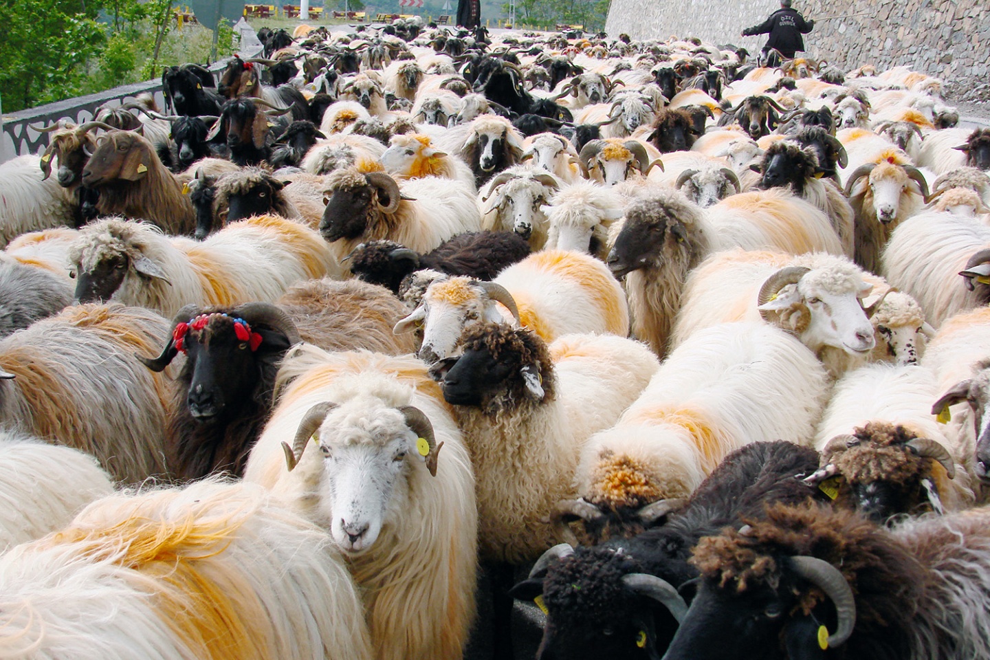 Asırlık göç başladı 3