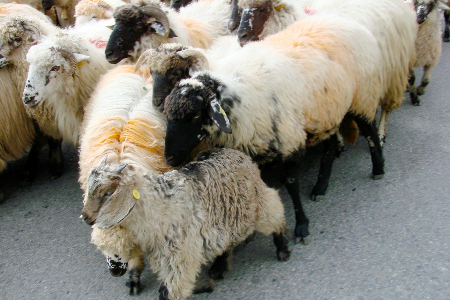 Asırlık göç başladı 2