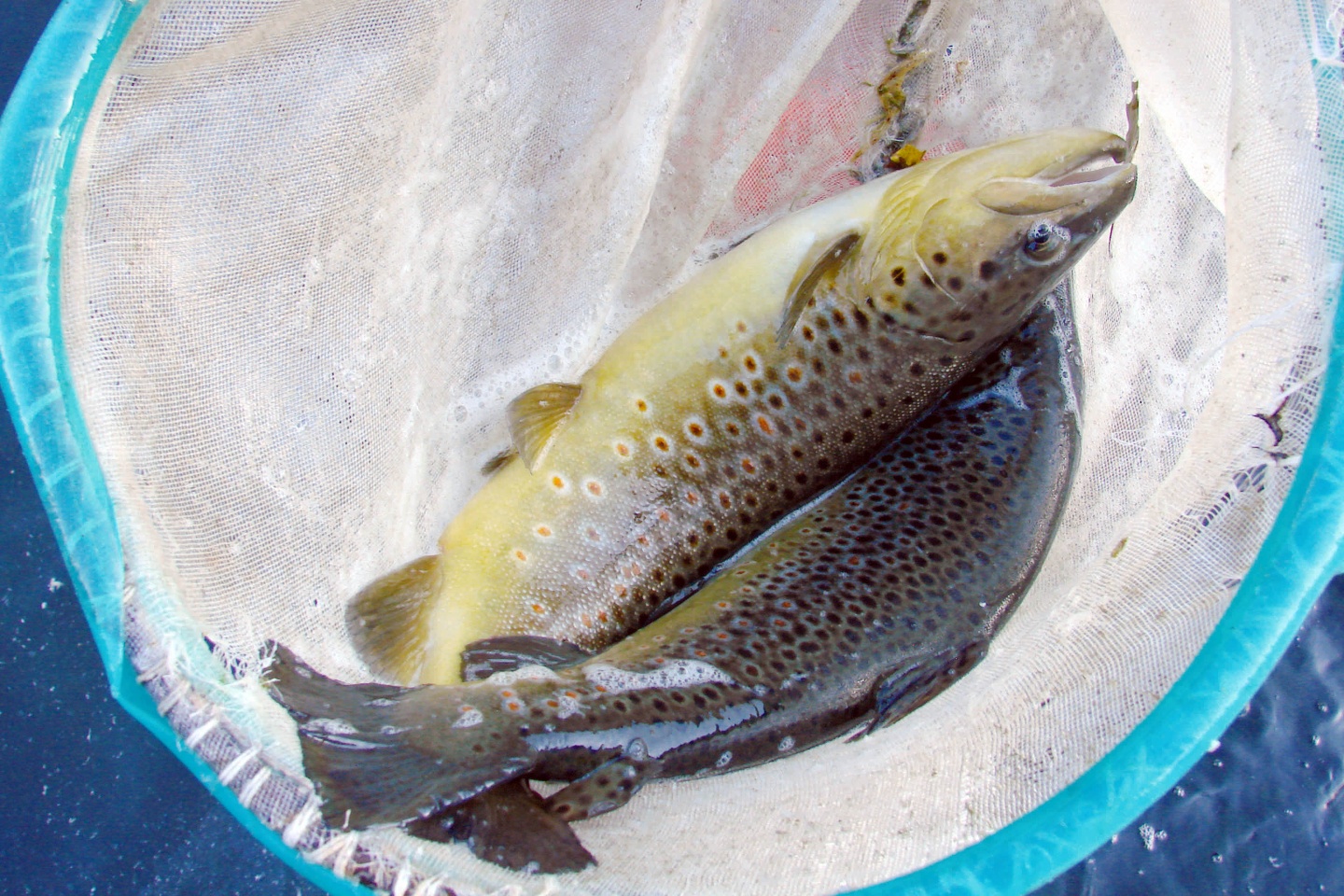 Balıkçılık köylünün geçim kaynağı 1